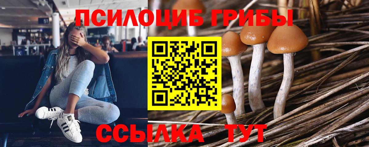Псилоцибиновые грибы Psilocybine cubensis Сафоново